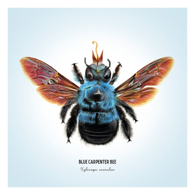 Blue Carpenter Bee Fine Art Giclée print – Xylocopa caerulea