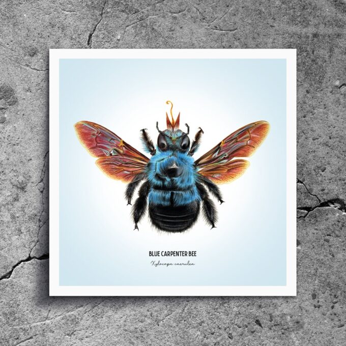 Blue Carpenter Bee Fine Art Giclée print – Xylocopa caerulea - Image 2
