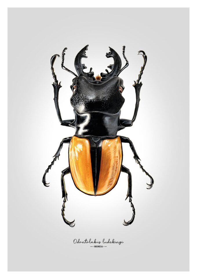 Stag Beetle Fine Art Giclée print – Odontolabis ludekingi