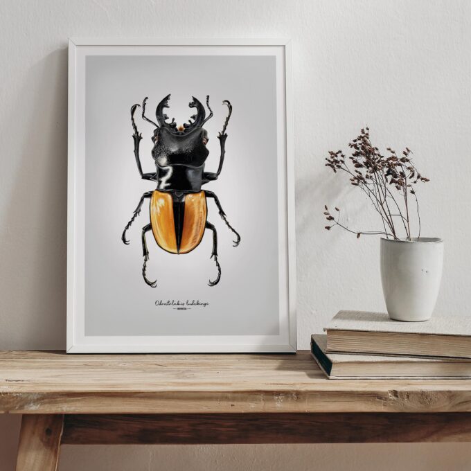 Stag Beetle Fine Art Giclée print – Odontolabis ludekingi - Image 3