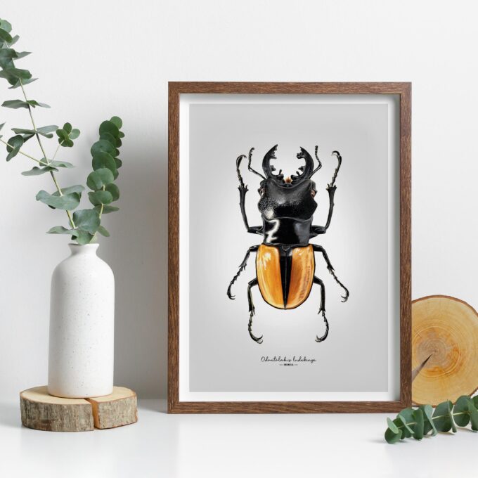 Stag Beetle Fine Art Giclée print – Odontolabis ludekingi - Image 5