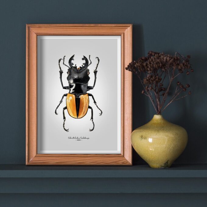 Stag Beetle Fine Art Giclée print – Odontolabis ludekingi - Image 6