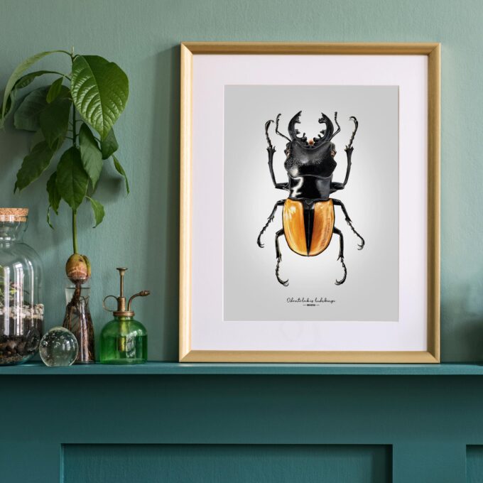 Stag Beetle Fine Art Giclée print – Odontolabis ludekingi - Image 4
