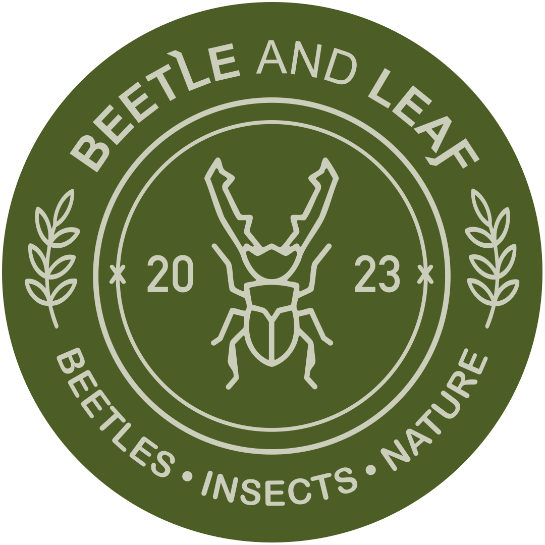 Beetle and Leaf