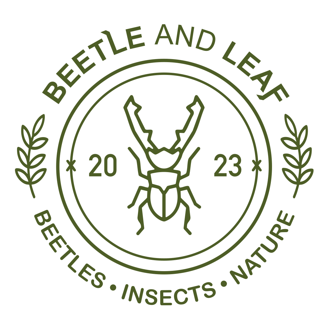 Beetle and Leaf